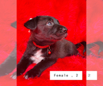 Small #9 Border Collie-Siberian Husky Mix