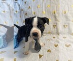 Small Photo #2 Boston Terrier Puppy For Sale in MONTVILLE, OH, USA