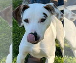 Small Lab-Pointer