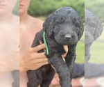 Small Photo #3 Labradoodle-Labrador Retriever Mix Puppy For Sale in CANTON, SD, USA