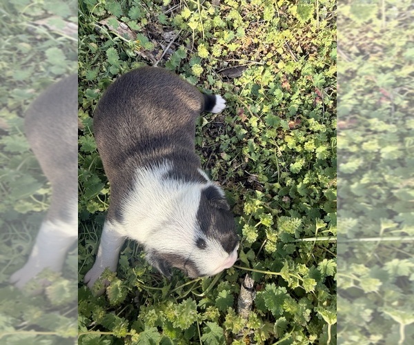 Medium Photo #3 Boston Terrier Puppy For Sale in FREDONIA, KS, USA