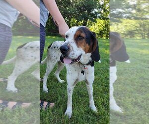 English Setter-Unknown Mix Dogs for adoption in Crystal, MN, USA