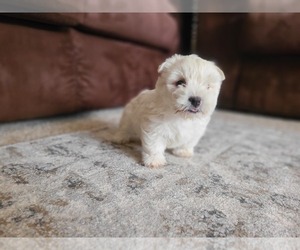West Highland White Terrier Puppy for sale in SACRAMENTO, CA, USA