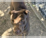 Small Labrador Retriever Mix