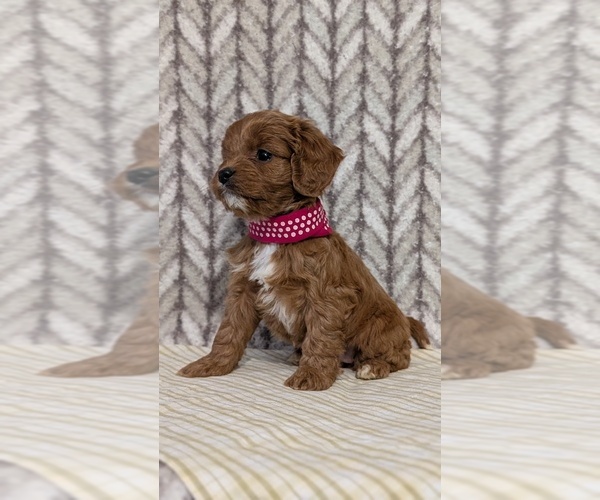 Medium Photo #54 Cavapoo (Miniature) Puppy For Sale in GOSHEN, IN, USA