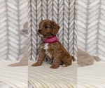 Small Photo #54 Cavapoo (Miniature) Puppy For Sale in GOSHEN, IN, USA