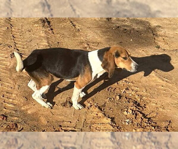 Medium Photo #8 Beagle Puppy For Sale in Dunnellon, FL, USA