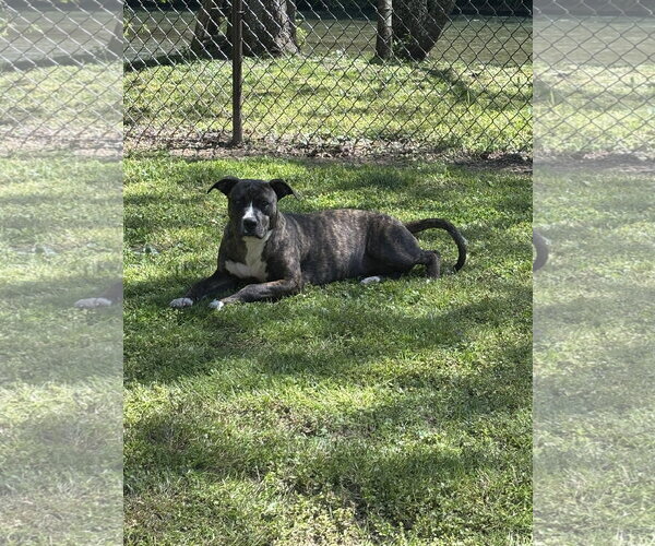 Medium Photo #8 Boxer-Unknown Mix Puppy For Sale in Holly Springs, NC, USA