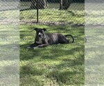 Small #7 Boxer Mix