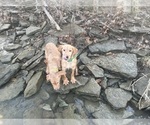 Small Photo #4 Labrador Retriever Puppy For Sale in DE MOSSVILLE, KY, USA