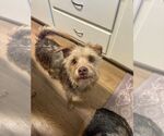 Small #7 Chihuahua Mix