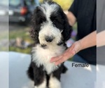 Puppy F blackwhite Sheepadoodle