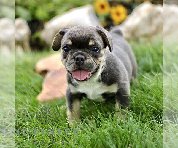 Medium Photo #3 French Bulldog Puppy For Sale in RONKS, PA, USA