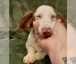 Small #2 Dachshund