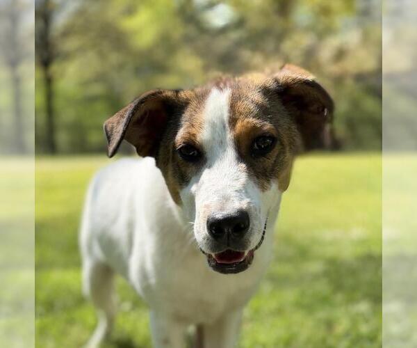 Medium Photo #1 Australian Shepherd-Unknown Mix Puppy For Sale in Yardley, PA, USA