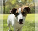Small Australian Shepherd Mix