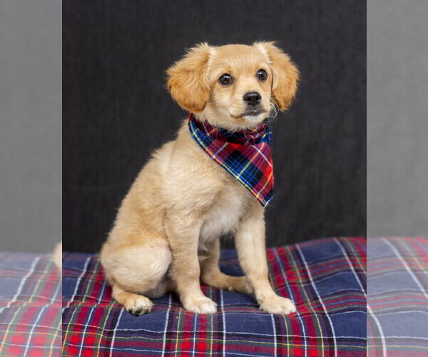 Medium Photo #2 Wapoo Puppy For Sale in Oakley , CA, USA