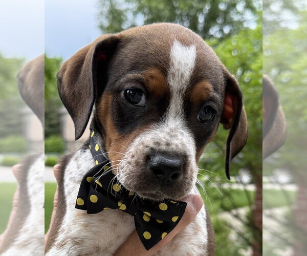 Medium Photo #2 Beagle-Unknown Mix Puppy For Sale in Aurora, IN, USA