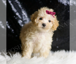 Small Photo #134 Maltipoo Puppy For Sale in WARSAW, IN, USA