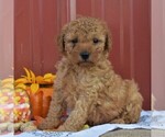 Small Photo #2 Poodle (Miniature) Puppy For Sale in WOODWARD, PA, USA