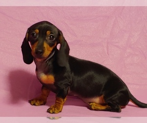 Dachshund Puppy for Sale in WARD, South Dakota USA