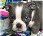 Small #1 Boston Terrier