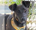 Small #2 Doberman Pinscher Mix