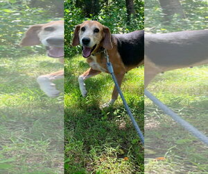 Mutt Dogs for adoption in Rustburg, VA, USA