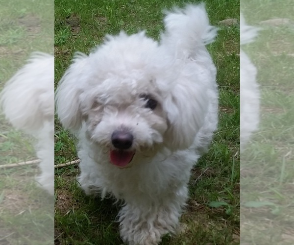 Medium Photo #1 Bichon Frise Puppy For Sale in PELHAM, NH, USA