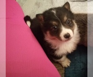 Pembroke Welsh Corgi Puppy for sale in WINCHESTER, OH, USA
