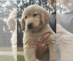 Small Photo #7 Golden Retriever Puppy For Sale in STELLA, NC, USA