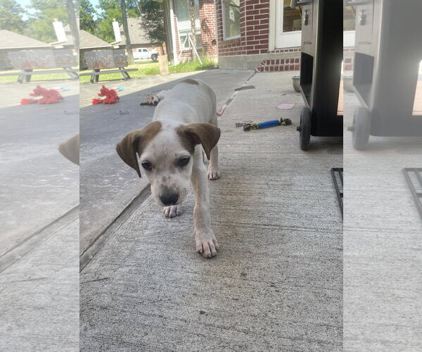 Medium Photo #2 Labrador Retriever-Unknown Mix Puppy For Sale in The Woodlands, TX, USA