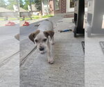 Small #1 Labrador Retriever Mix