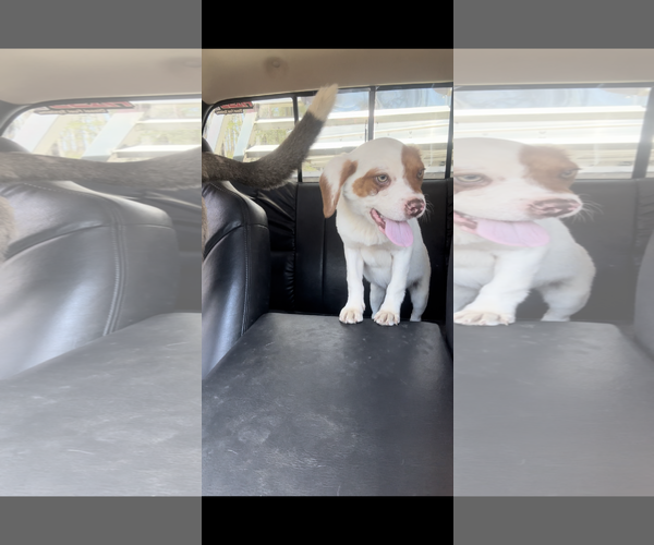 Medium Photo #2 Beaglier Puppy For Sale in Mouth Of Wilson, VA, USA
