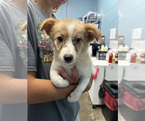 Collie Dogs for adoption in Evansville, IN, USA