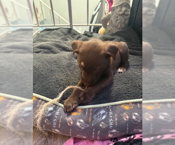 Medium Photo #3 Mutt Puppy For Sale in St. Louis Park, MN, USA