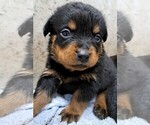 Small #5 Rottweiler