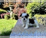 Puppy 2 Shih Tzu
