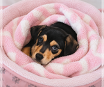 Small #1 Beagle Mix