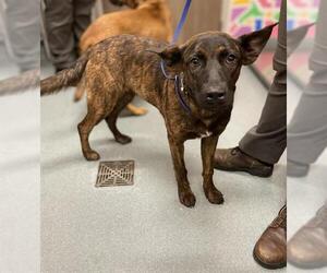 Boxer-Dutch Shepherd Mix Dogs for adoption in Baytown, TX, USA