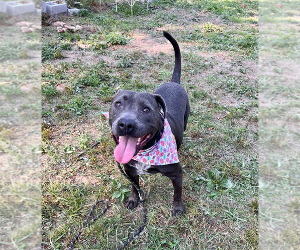 Medium Photo #23 American Staffordshire Terrier-Unknown Mix Puppy For Sale in Calhoun, GA, USA