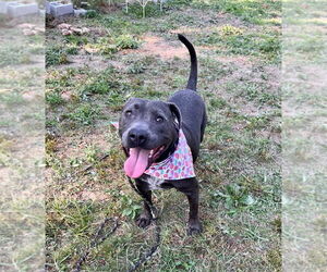Thaddeus - Male American Staffordshire Terrier-Unknown Mix Dog for Adoption - Photo #23
