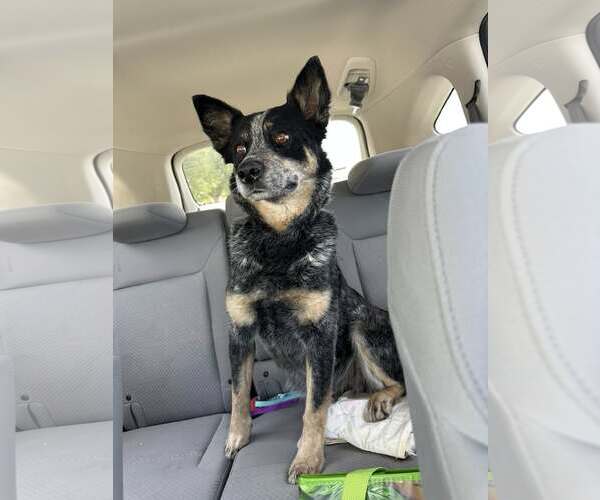 Medium Photo #2 Mutt Puppy For Sale in Paso Robles, CA, USA