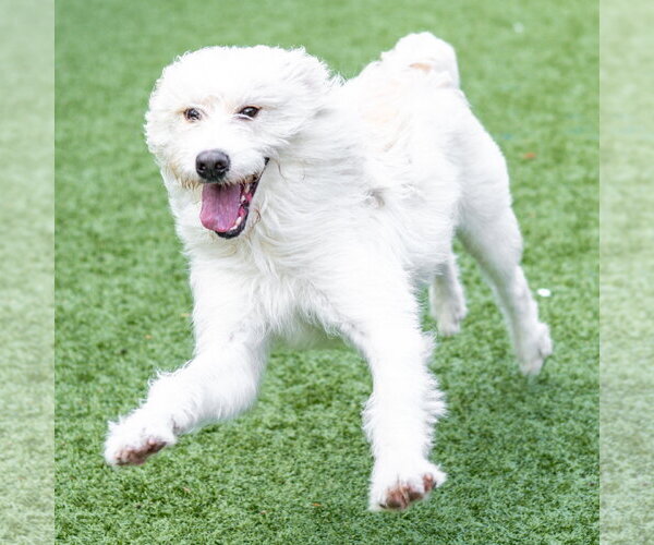 Medium Photo #3 Irish Terrier-Unknown Mix Puppy For Sale in Hilton Head, SC, USA