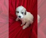 Puppy Tigger Great Pyrenees