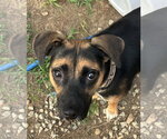 Small #2 Mutt