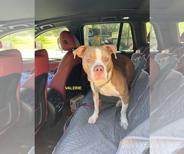 Medium Photo #1 Staffordshire Bull Terrier Puppy For Sale in Woodland Hills, CA, USA