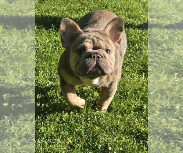 Medium Photo #2 French Bulldog Puppy For Sale in AKRON, OH, USA