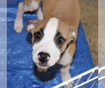 Small #5 Mutt