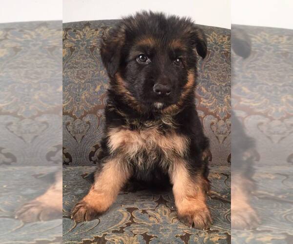 Medium Photo #1 German Shepherd Dog Puppy For Sale in COLETA, IL, USA